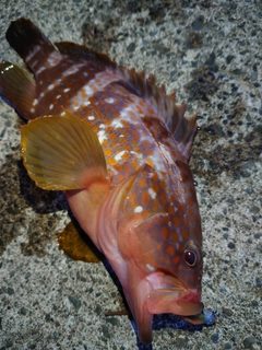 キジハタの釣果