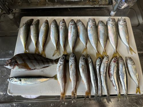 マルソウダの釣果