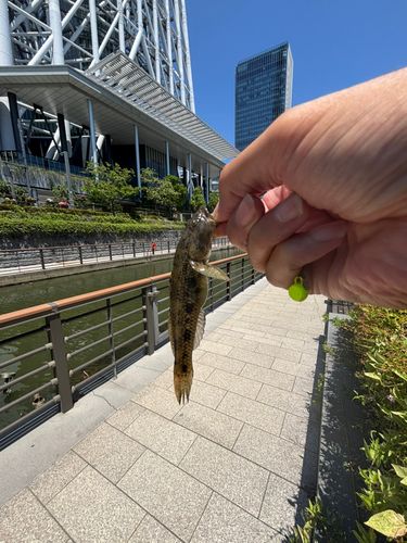 ウロハゼの釣果