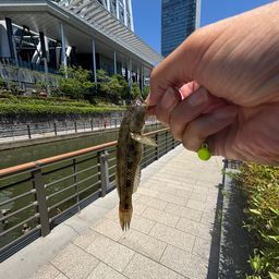 ウロハゼ