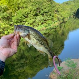 ブラックバス