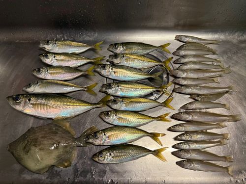 釣果