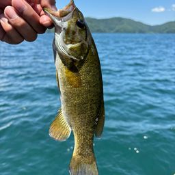 スモールマウスバス