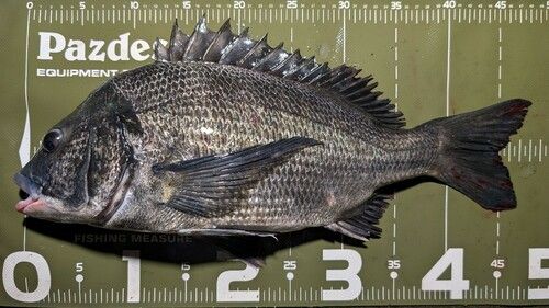 クロダイの釣果