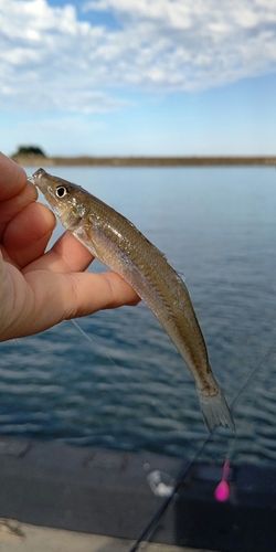 キスの釣果