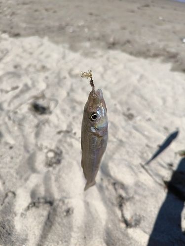 シロギスの釣果