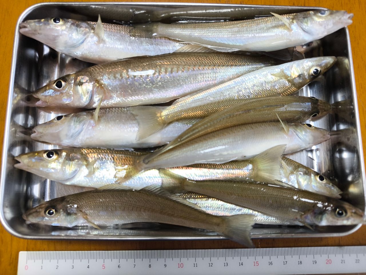 シロギス
