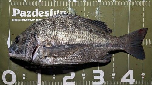 クロダイの釣果