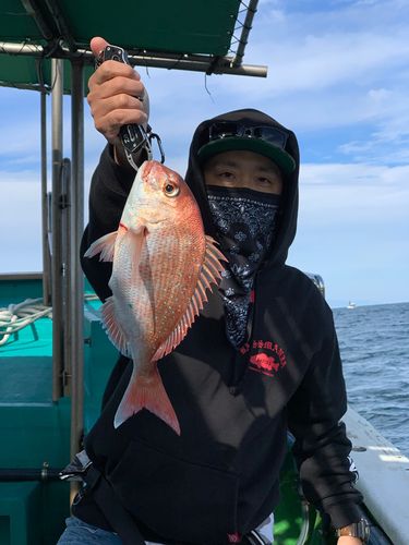 マダイの釣果