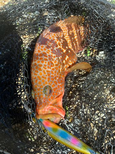 アコウの釣果