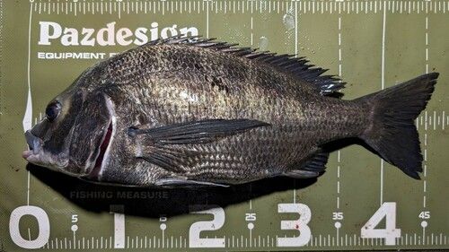 クロダイの釣果