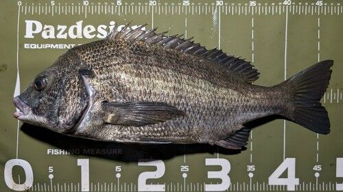 クロダイの釣果