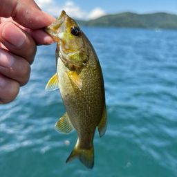 スモールマウスバス