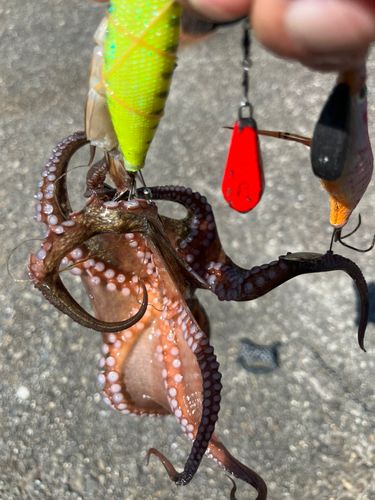 タコの釣果