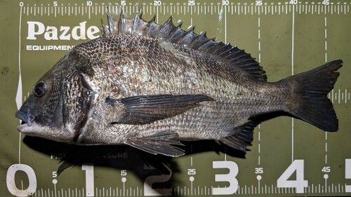 クロダイの釣果