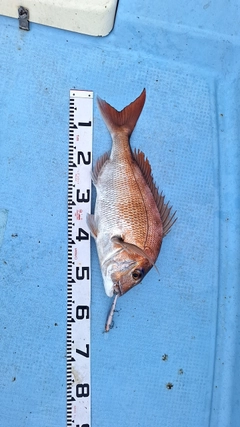 スズキの釣果