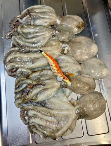 タコの釣果