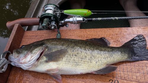ブラックバスの釣果
