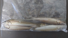 キスの釣果