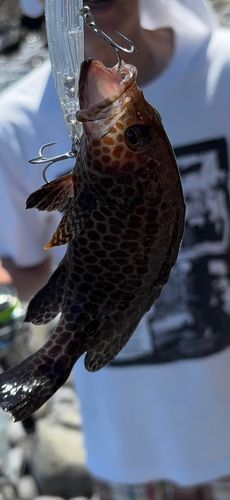 オオモンハタの釣果