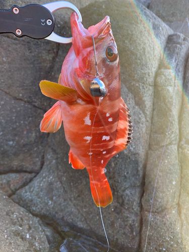 アカハタの釣果