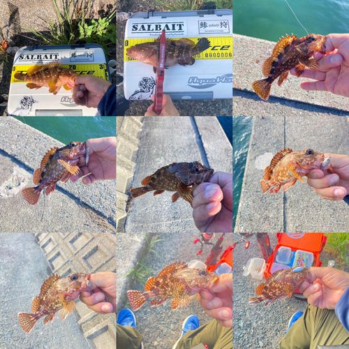 アコウの釣果