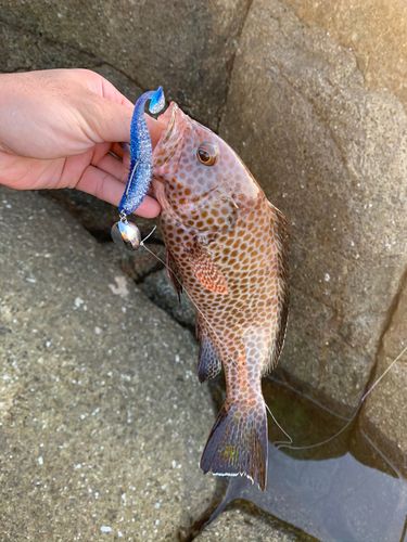 オオモンハタの釣果
