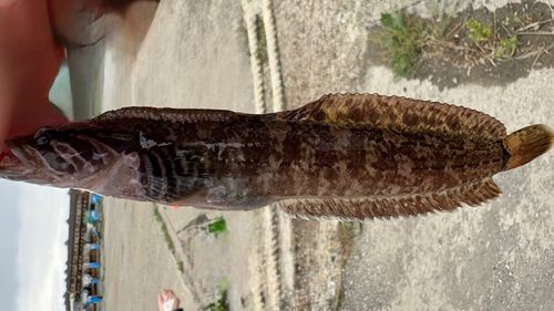 ムスジガジの釣果