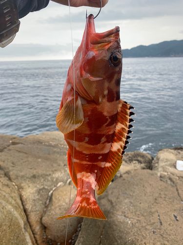 アカハタの釣果