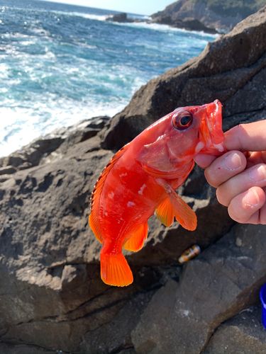 アカハタの釣果