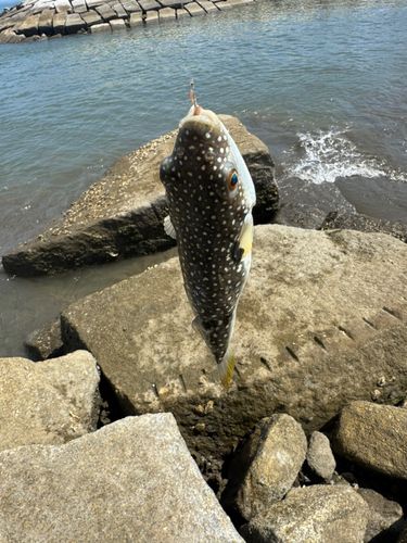 クサフグの釣果