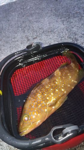 キジハタの釣果