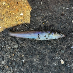 キスの釣果