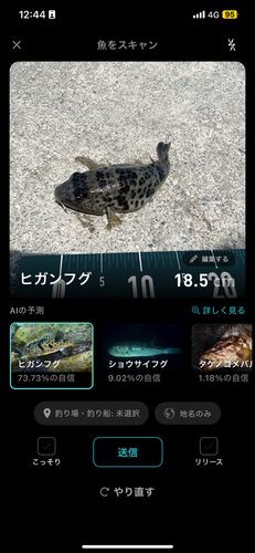 ヒガンフグの釣果