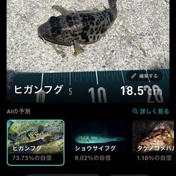 ヒガンフグ