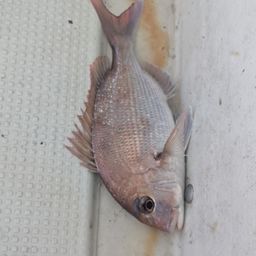 マダイ