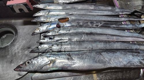 タチウオの釣果