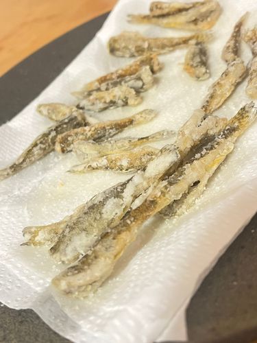 マハゼの釣果