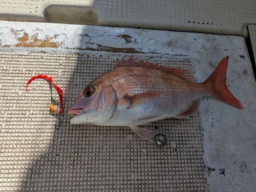 マダイの釣果