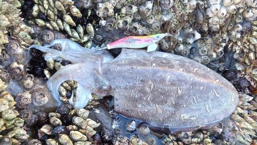 モンゴウイカの釣果