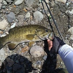 スモールマウスバス