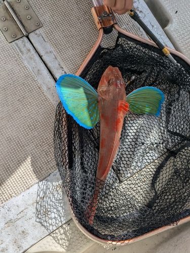 ホウボウの釣果
