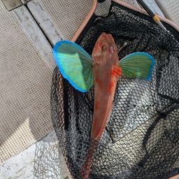 ホウボウ