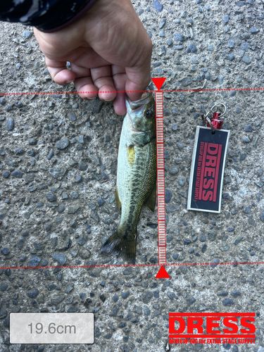 ラージマウスバスの釣果