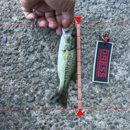 ラージマウスバス