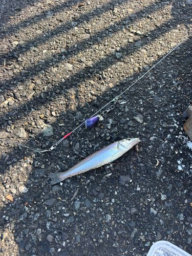シロギスの釣果