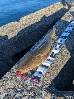 マゴチの釣果