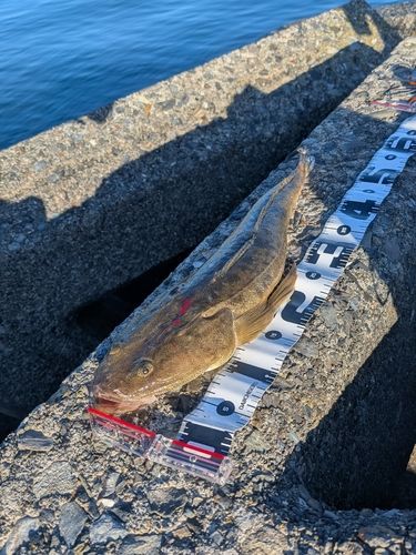 マゴチの釣果