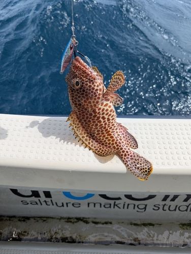 ハタの釣果
