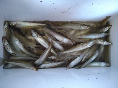 キスの釣果